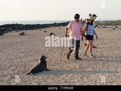 The Galapagos Islands ,were the source for evolution theory worked out by Darwin, the Islands have unique versions of reptiles and birds Stock Photo