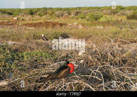 The Galapagos Islands ,were the source for evolution theory worked out by Darwin, the Islands have unique versions of reptiles and birds Stock Photo