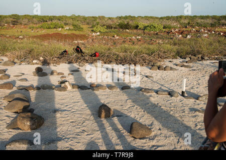 The Galapagos Islands ,were the source for evolution theory worked out by Darwin, the Islands have unique versions of reptiles and birds Stock Photo