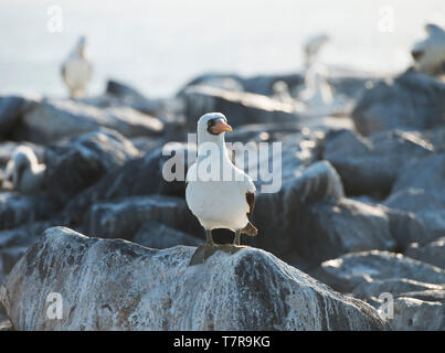 The Galapagos Islands ,were the source for evolution theory worked out by Darwin, the Islands have unique versions of reptiles and birds Stock Photo