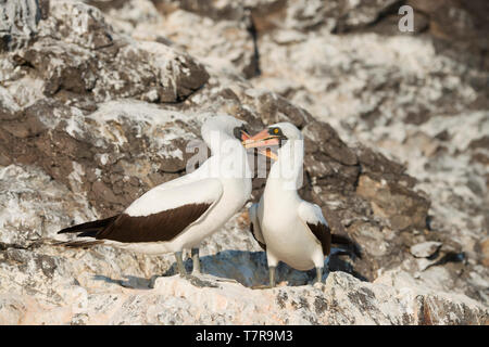 The Galapagos Islands ,were the source for evolution theory worked out by Darwin, the Islands have unique versions of reptiles and birds Stock Photo