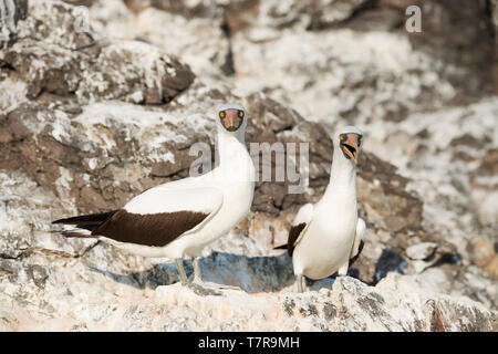 The Galapagos Islands ,were the source for evolution theory worked out by Darwin, the Islands have unique versions of reptiles and birds Stock Photo