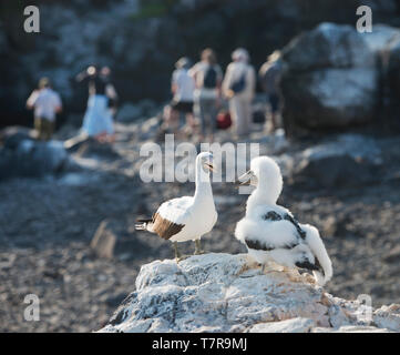 The Galapagos Islands ,were the source for evolution theory worked out by Darwin, the Islands have unique versions of reptiles and birds Stock Photo