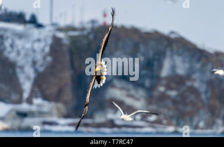 Adult White-tailed eagle in flight. Front view.  Mountains background. Scientific name: Haliaeetus albicilla, also known as the ern, erne, gray eagle, Stock Photo