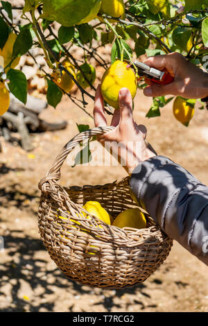 closeup of a young caucasian man collecting a lemon from a lemon tree using a pair of pruning shears Stock Photo
