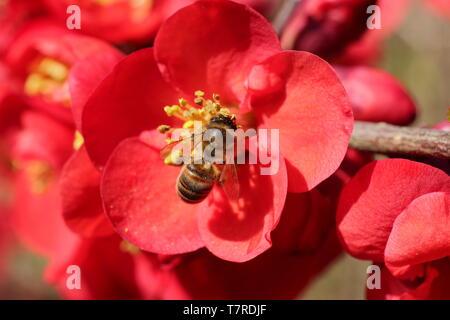 Honey bee on Japanese quince. Apis mellifera on Chaenomeles x superba 'Crimson and Gold'  blossoms - spring. UK. AGM Stock Photo