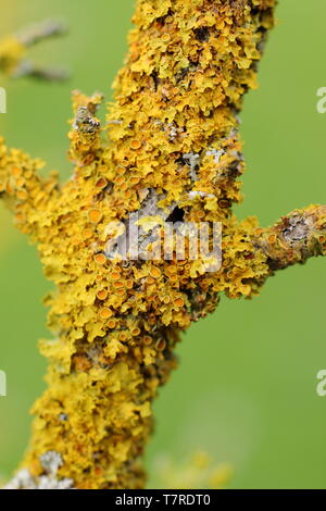 Xanthoria parietina. Common orange lichen growing on a Cornelian cherry tree (Cornus mas) in spring in an inland, wooded environment - UK Stock Photo