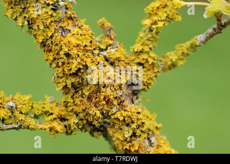 Xanthoria parietina. Common orange lichen growing on a Cornelian cherry tree (Cornus mas) in spring in an inland, wooded environment - UK Stock Photo