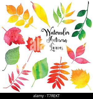 Vector watercolor autumn leaves collection Stock Vector