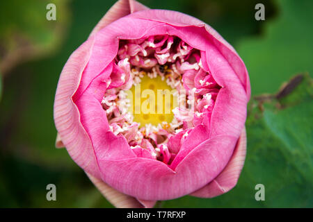 A closed pink lotus flower Stock Photo