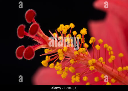 Stigma, style, anthers and stamens from the flower of an Hibiscus rosa-sinensis plant Stock Photo