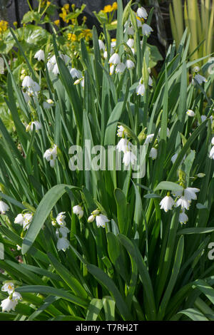 Summer snowflake or Loddon lily, Leucojum aestivum, flowering plants in large group, Berkshire, April Stock Photo