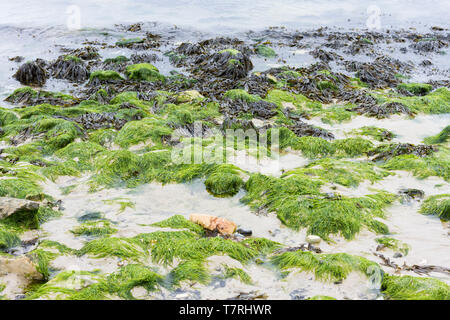 Macroalgae, Marine algae, Seaweed on the beach at Studland in Dorset, UK Stock Photo