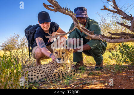 Keeper and a tourist petting a cheetah Stock Photo