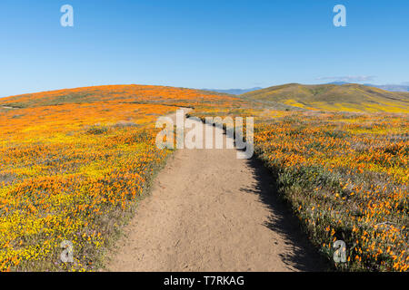 Path through rolling hills of California wildflowers near Lancaster in northern Los Angeles County. Stock Photo