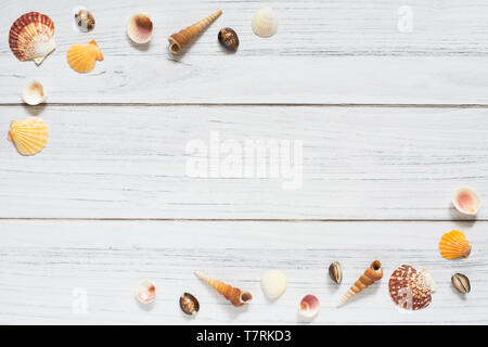 Sommer border with seashells on white wooden background Stock Photo