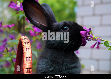Cute little black rabbit sitting in a basket and eats spring flowers. Concept of the Easter. Holidays and Animals. Stock Photo