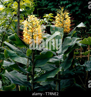 Sheltered London garden witn tropical plants Stock Photo