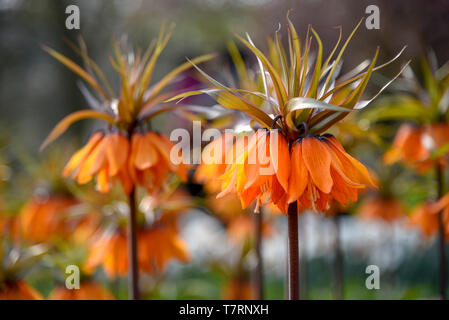 Orange Crown Imperial flowers against a blur flower background under a sunny day light Stock Photo
