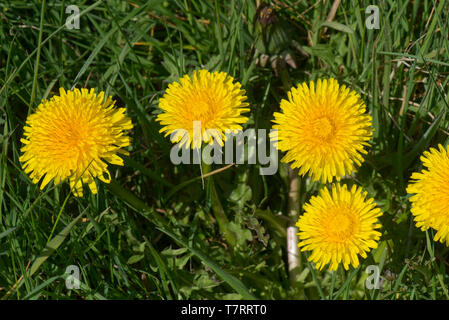 Bright yellow flowers of a dandelion (Taraxacum officinale) plant in a lawn, Berkshire, April Stock Photo