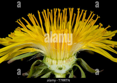 Studio image of a dandelion (Taraxacum officinale) yellow flower section to show composite structure of florets Stock Photo