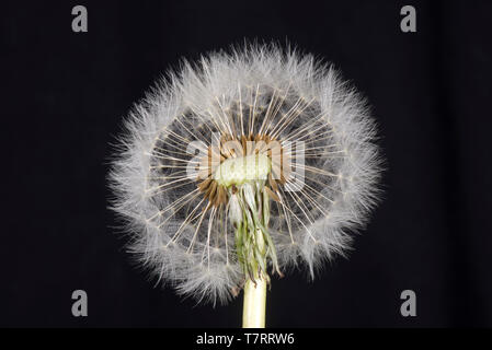 Studio image of a dandelion (Taraxacum officinale) seed head showing pappus, beak and achene for wind dispersal Stock Photo