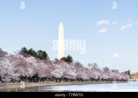 Washington DC, USA - April 5, 2018: Many people walking along shore of Tidal basin near national mall at cherry blossom sakura trees in spring festiva Stock Photo