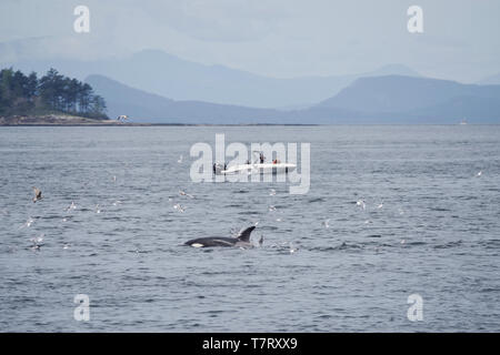 Small fishing boat encountering a pod of Orcas feeding on a seal in Puget Sound near Seattle (washington state, USA) Stock Photo