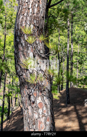 Regrowth through scorched tree bark of the Canary Island Pine tree (Pinus canariensis) at La Cumbrecita, La Palma, Canary Islands, Spain Stock Photo