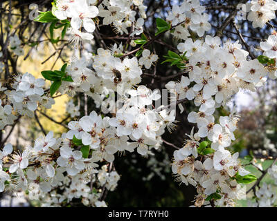 White mirabelle flowers. Shot of a blossoming mirabelle tree. Spring, sunny weather, illuminated frame. Stock Photo