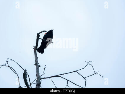 Red-winged blackbird (Agelaius phoeniceus) perched on a barren tree top in gloomy weather Stock Photo