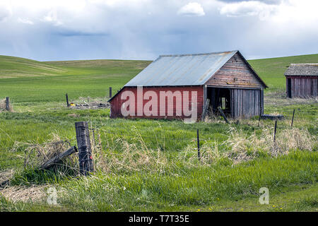 An old red barn in a grassy field in the palouse region of Washington. Stock Photo