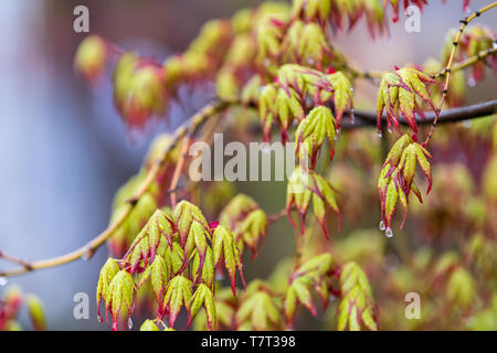 Macro closeup background of bright vibrant vivid red japanese maple green leaves on tree against isolated blue sky with wet rain drops in Eikando temp Stock Photo