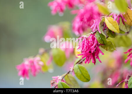 Macro closeup background of bright vibrant vivid pink japanese fringe tokiwa mansaku flowers on tree against bokeh with wet rain drops in Eikando temp Stock Photo