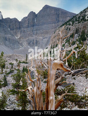 USA, Nevada, Great Basin National Park, Ancient bristlecone pine trees (Pinus longaeva) grow alongside quartzite boulders in ancient glacial cirque be Stock Photo