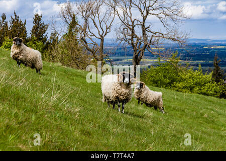 Three Blackfaced Sheep rams or tups in a steep hillside field on Harehope Hill in the Cheviots, Northumberland National Park, UK. May 2019. Stock Photo