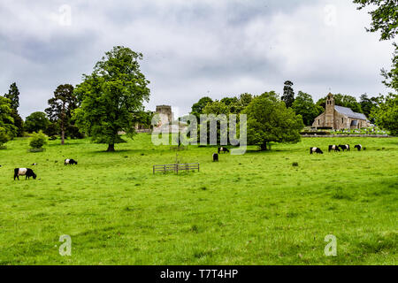 Ford Castle and church of St Michael and All Angels, with Belted Galloway cattle in the foreground. Village of Ford, Northumberland, UK. May 2018. Stock Photo