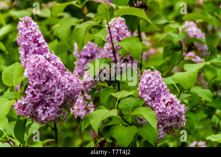 Syringa vulgaris or Common Lilac flowering in Northumberland, UK. May 2018. Stock Photo