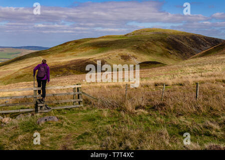 A walker crossing a stile and heading towards Humbleton Hill in the Cheviot Hills, Northumberland National Park, UK. April 2019. Stock Photo