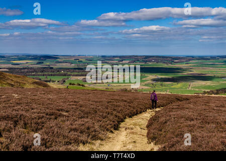 A walker on Gains Law in the Cheviot Hills with the North Sea in the distance to the east, Northumberland National Park, UK. April 2019. Stock Photo