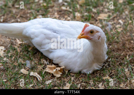 Young small white pet chicken resting on ground Stock Photo