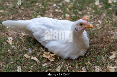 Young small white pet chicken resting on ground Stock Photo