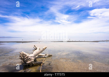 Alone in Salton Sea California Stock Photo