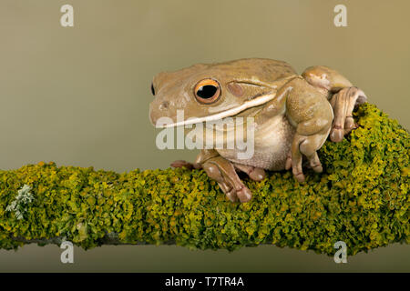 White Lipped Tree Frog (Litoria infrafrenata)