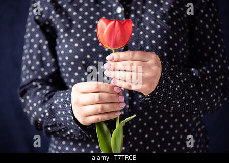 Red tulip in the hands of a girl. Girl with a pink manicure holding a tulip. Close up Stock Photo