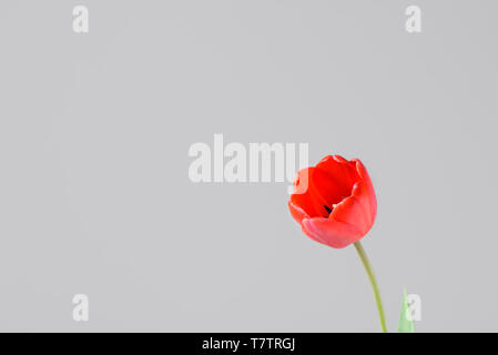 Red tulip bud on a grey background. Close up Stock Photo