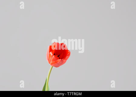 Red tulip bud on a grey background. Close up Stock Photo