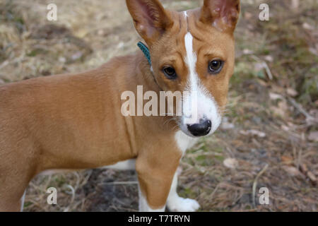 Close up portrait dog breed Basenji with short hair of white and red color, standing outside with forest in the background on summer Stock Photo