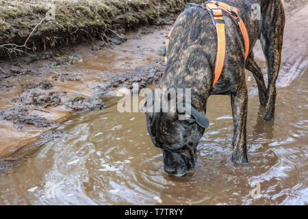 Cane Corso breed dog drinking water from the puddle in the forest Stock Photo