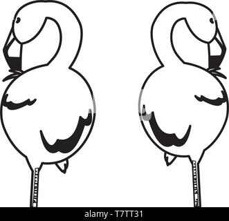 exotic flemish couple birds sleeping vector illustration design Stock Vector